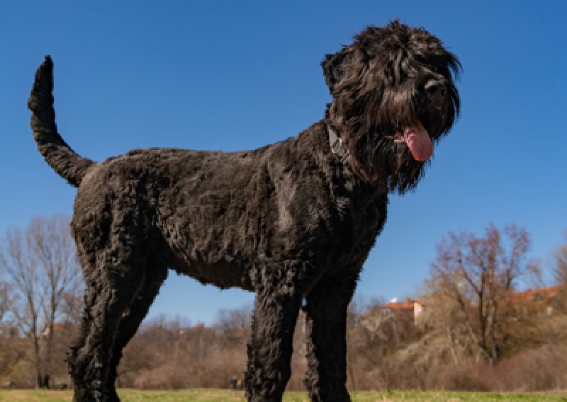 Zdjęcie psa rasy Czarny terier rosyjski