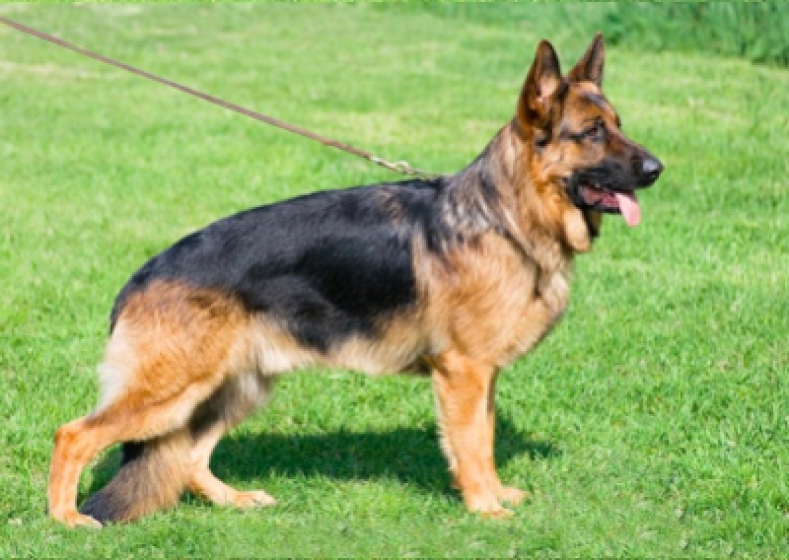 Zdjęcie psa rasy Owczarek niemiecki