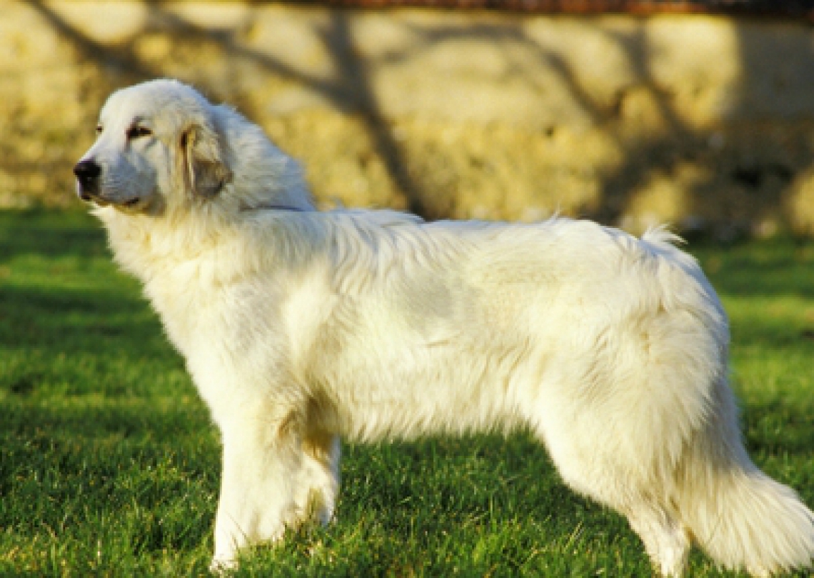 Zdjęcie psa rasy Pirenejski pies górski