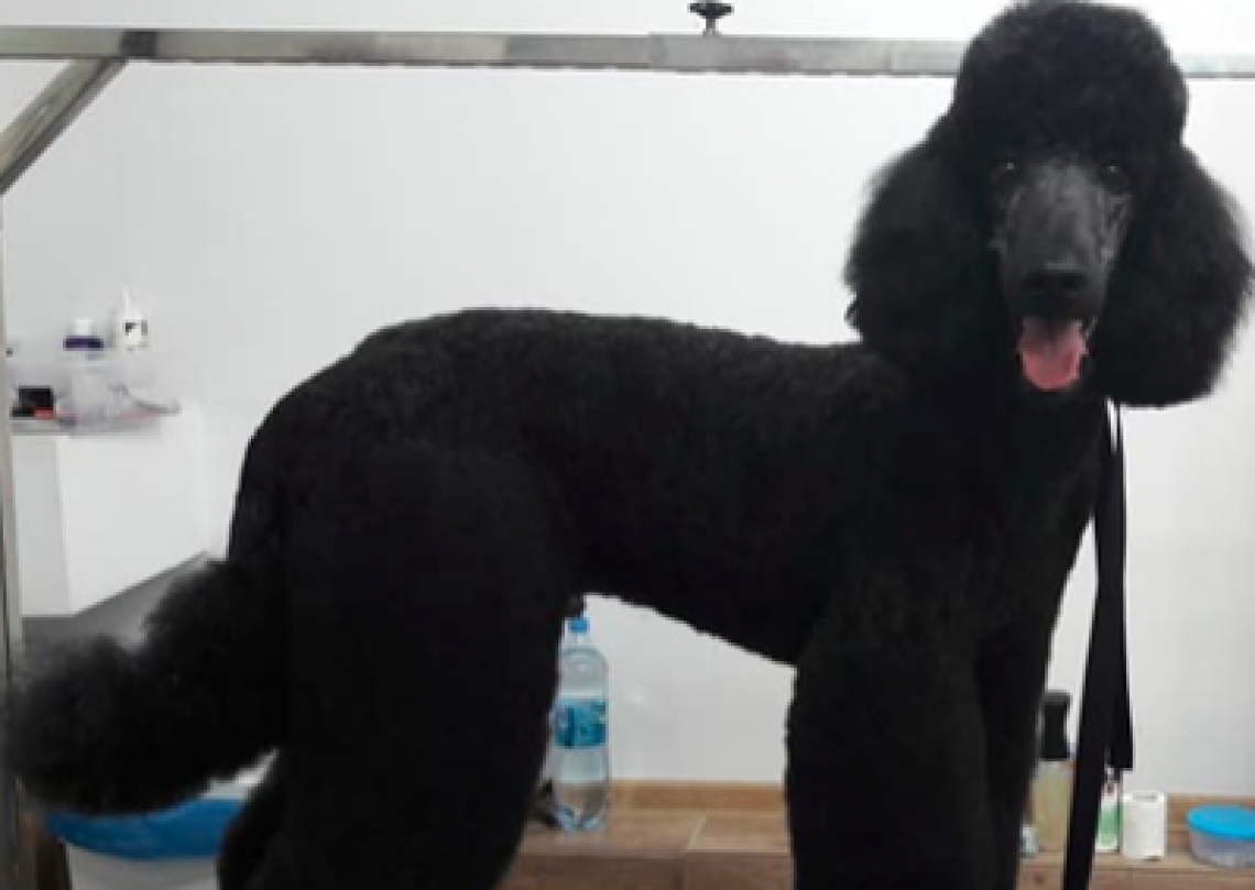 Zdjęcie psa rasy Pudel duży