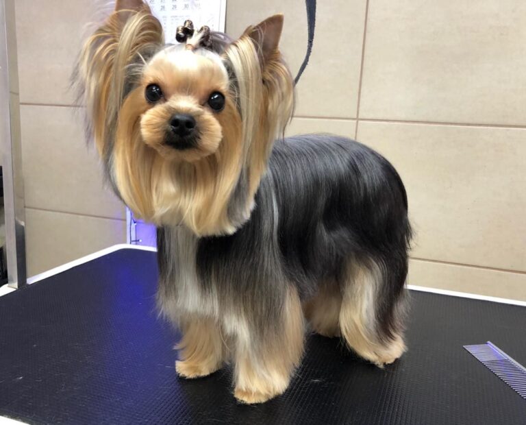 Yorkshire terrier